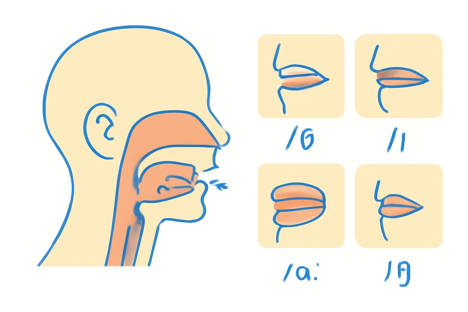 Phát âm tiếng Anh: Cách phát âm đúng âm vị và tránh lỗi phổ biến